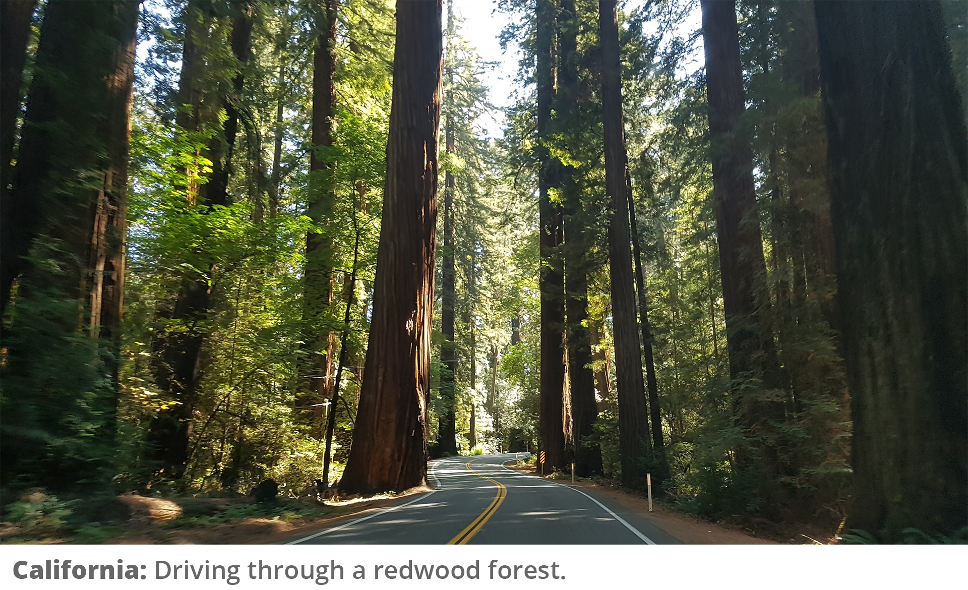 Honeymoon Road Trip - Drive in the redwoods